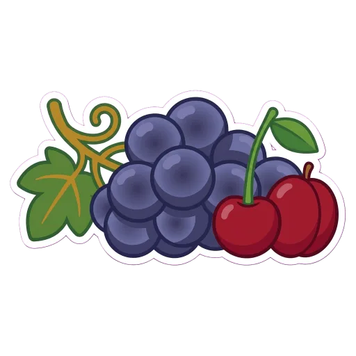 Illustration of Barbera grapes