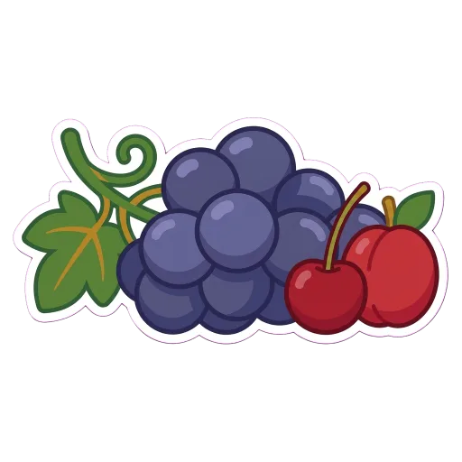 Illustration of Corvina grapes