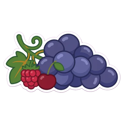 Illustration of Gamay grapes