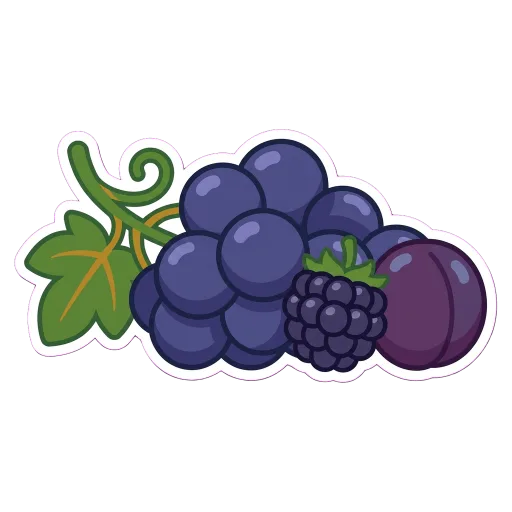 Illustration of Malbec grapes
