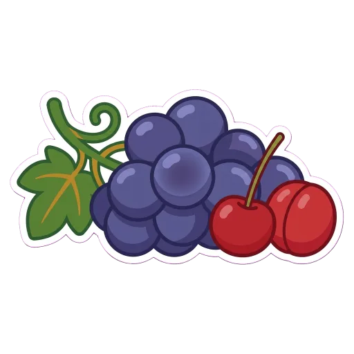 Illustration of Sangiovese grapes