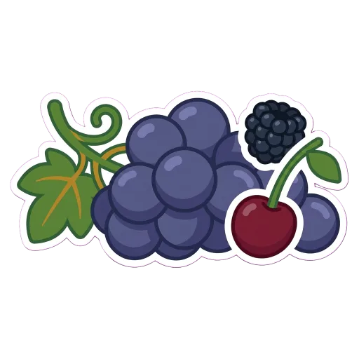 Illustration of Syrah / Shiraz grapes