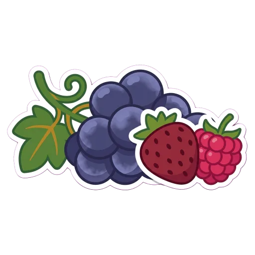 Illustration of Zinfandel / Primitivo grapes